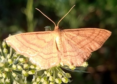 Idaea ochrata