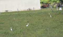 Bubulcus ibis