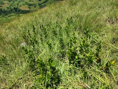 Vangueria venosa
