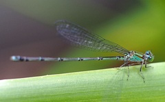 Pseudagrion microcephalum