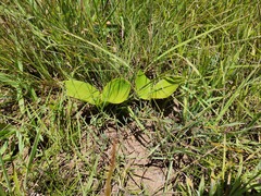 Eriospermum mackenii