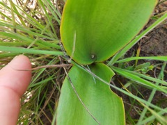 Eriospermum mackenii