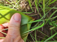 Eriospermum mackenii