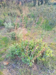 Penstemon spectabilis