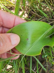 Eriospermum mackenii