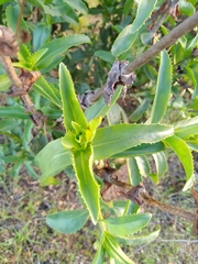 Penstemon spectabilis