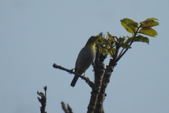 Zosterops palpebrosus