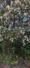 Strobocalyx arborea