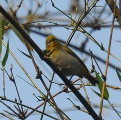 Zosterops palpebrosus