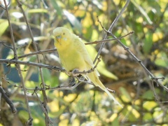 Melopsittacus undulatus domesticus
