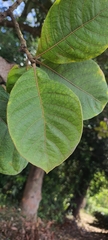 Strobocalyx arborea
