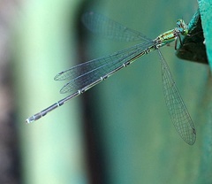 Pseudagrion microcephalum