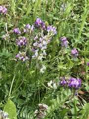 Oxytropis borealis