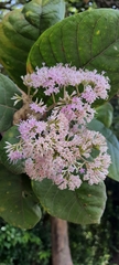 Strobocalyx arborea