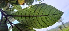 Strobocalyx arborea