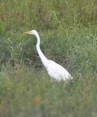 Ardea alba