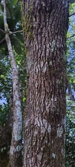 Strobocalyx arborea