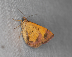 Chrysolarentia mecynata