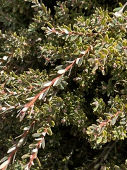 Acrothamnus colensoi