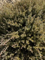 Acrothamnus colensoi
