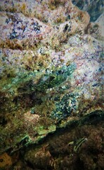 Lepidoblennius marmoratus