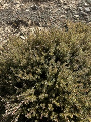 Acrothamnus colensoi