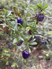 Billardiera macrantha