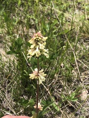 Penstemon confertus