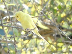 Melopsittacus undulatus domesticus