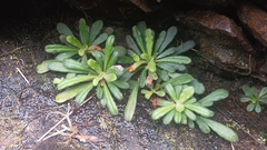 Lysimachia alpestris