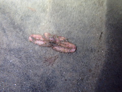 Latulambrus occidentalis
