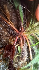 Lysimachia alpestris