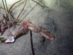 Latulambrus occidentalis