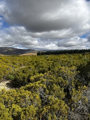 Halocarpus bidwillii