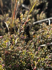 Acrothamnus colensoi