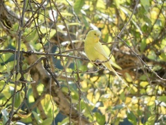 Melopsittacus undulatus domesticus