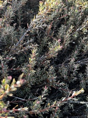 Acrothamnus colensoi
