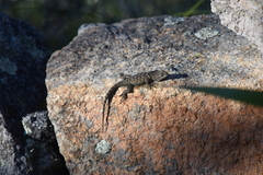 Sceloporus dugesii