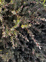 Acrothamnus colensoi