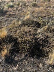 Acrothamnus colensoi