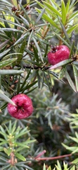 Cyathodes glauca
