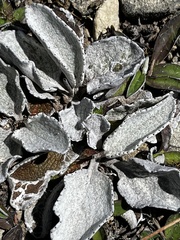 Brachyglottis haastii