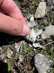 Brachyglottis haastii