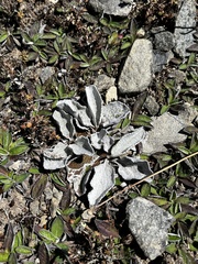 Brachyglottis haastii