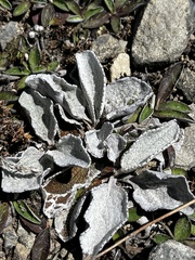 Brachyglottis haastii