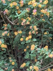 Lantana camara