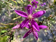 Calytrix fraseri