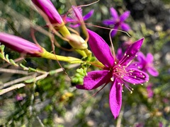 Calytrix fraseri