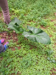 Arum
