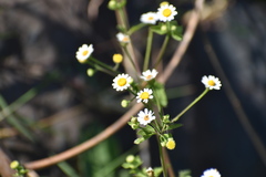 Perityle microglossa